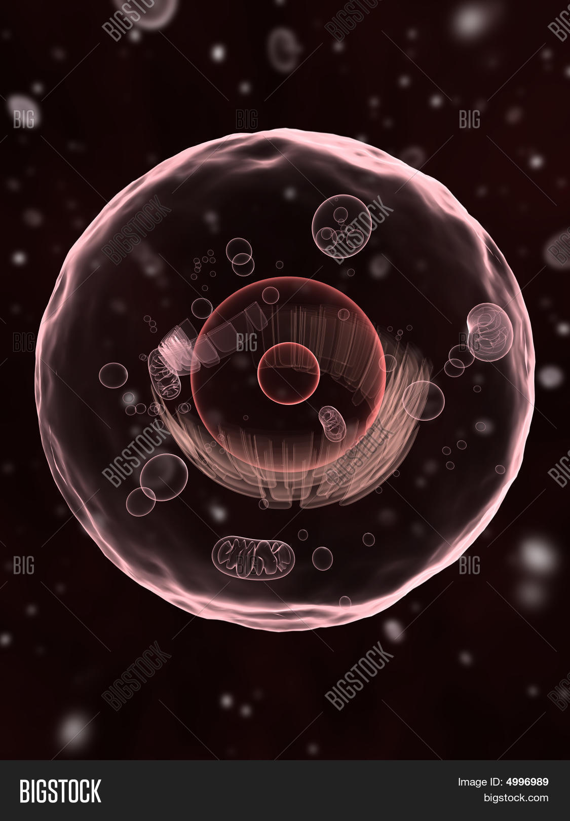 Клетки человека в которых несколько. Клетки нашего организма. Фотография клетки. Клетка человека на прозрачном фоне. Клетки человека в которых несколько.