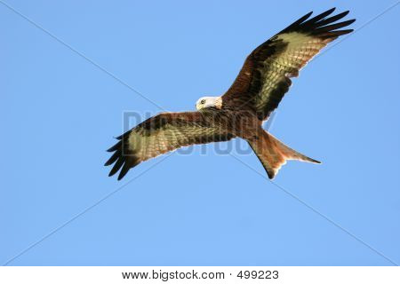 Szabadon mint A madár