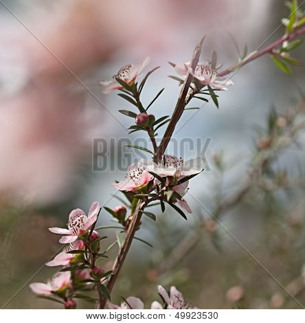 Australian Wildflower Leptospernum Pink Cascade Flower