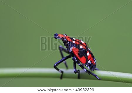 Fulgoroidea Insects