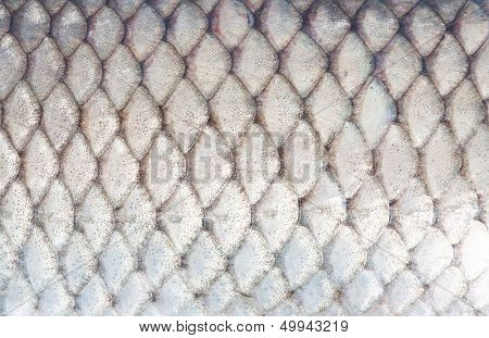 texture of fish scales close-up
