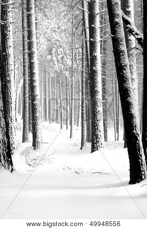 Forest of snow covered pines in Yosemite National Park in B & W