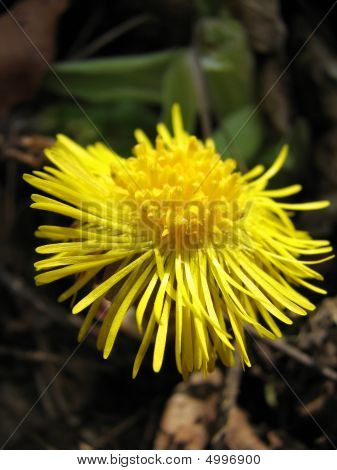 野樱草