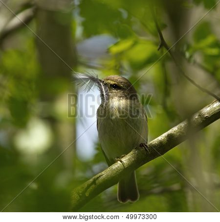 Chiffchaff With Feather