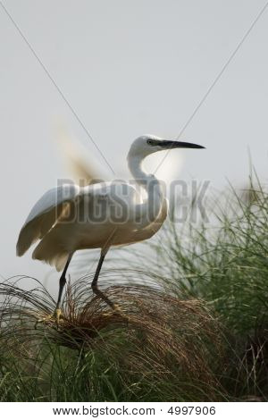 Lille hejre (egretta Garzetta)