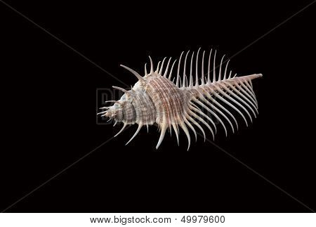 Sea Shell On The Black Background
