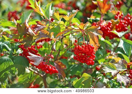 Some ripe viburnum on a branch