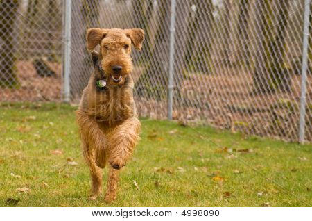 สุนัขเทร์เรียร์ Airedale งานวิ่งนอกบ้าน Fenced