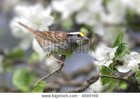 Lucherino americano con fiori di Melo