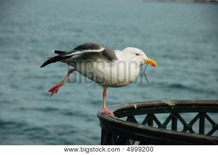 Telephoto Of Standing Seagull