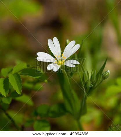 Greater Stitchwort