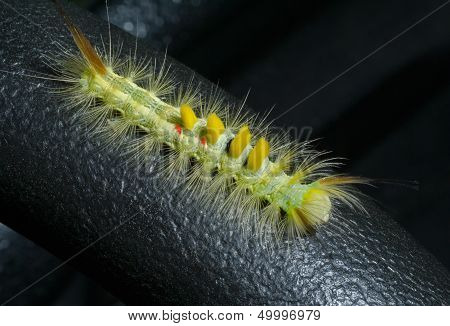 Haired Caterpillar