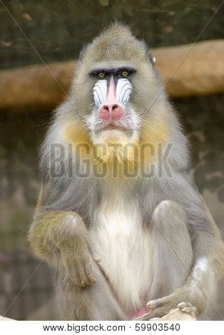 Mandrill