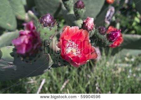 Opuntia Ficus-indica Flowers