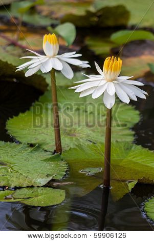 White Water Liliy