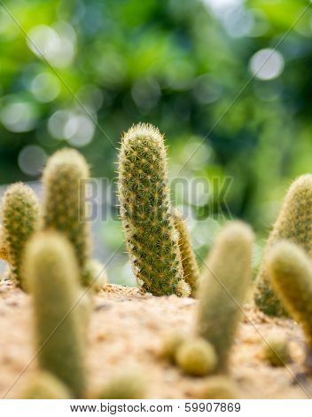 Cactus