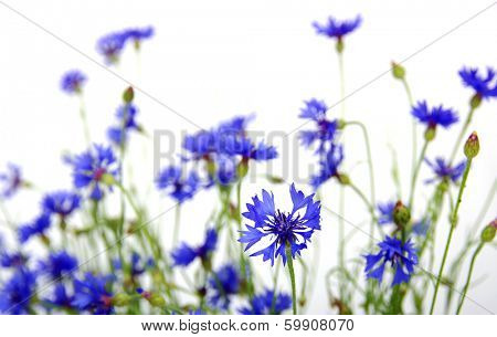 blue cornflowers on white background