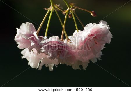 Cereza
