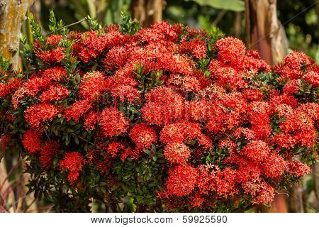 Red Ixora Flowers