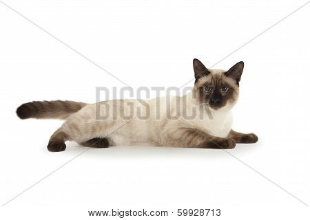 Siamese Cat