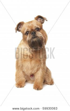 Griffon Bruxellois