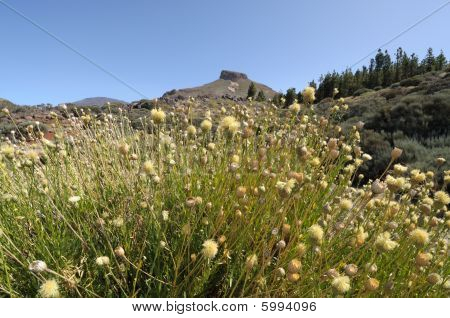 Grama na Ilhas Canárias Tenerife