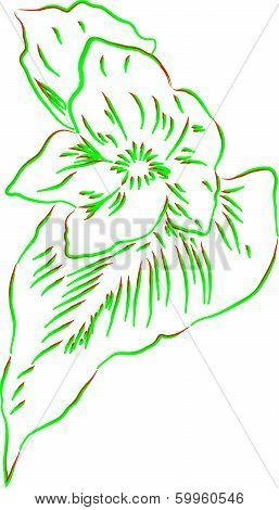 Vector Water Lily