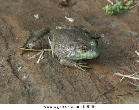 Rana dell'acqua