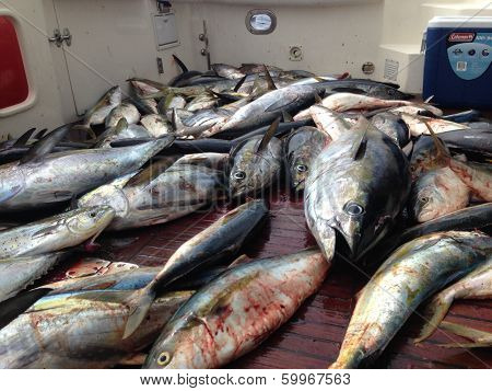 Tuna Grave