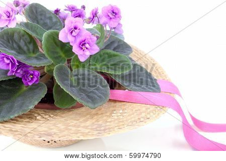 Purple Violet Standing In The Straw Hat