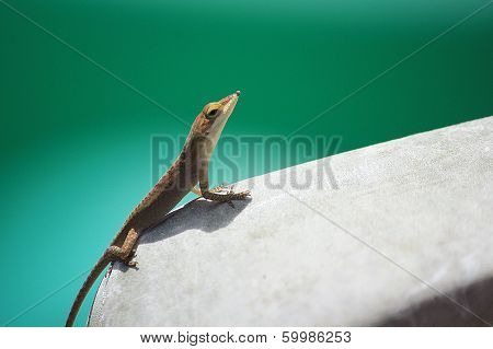 Anole