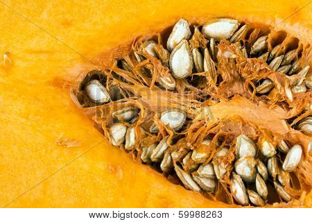 Butternut Squash (cucurbita Moschata)