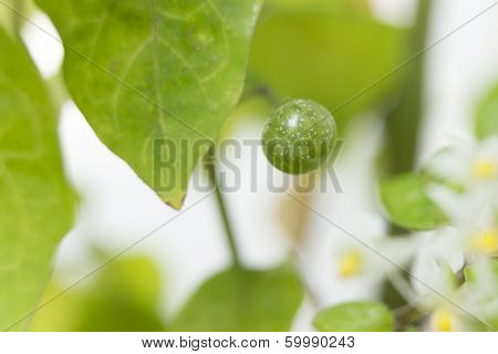 Solanum Nigrum Fruit close up picture