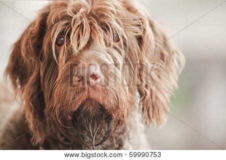 Portrait of a beautiful wirehaired pointing griffon