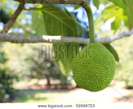 Exotic Fruit. Breadfuit