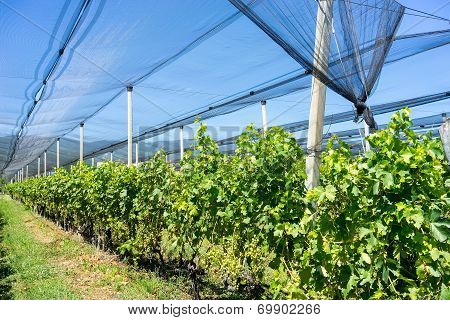 Vineyard With Modern System For Irrigation And Nets Against Hail.