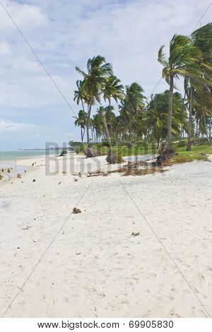 Coconut tree at Porto de Galinhas beach