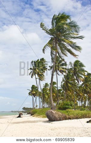 Coconut tree at Porto de Galinhas beach