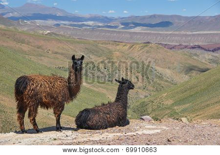 Lamas Starring At Beautiful Landscape Of Bolivia