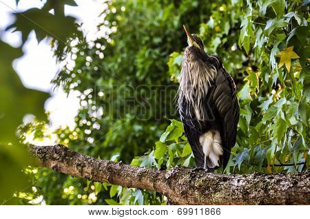 White & Black Shad Heron In Vancouver, Canada