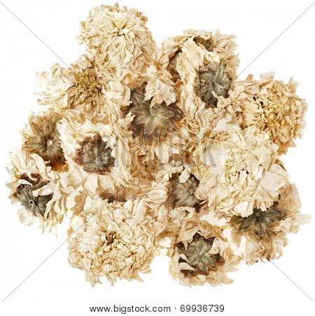 Dried chrysanthemum flowers, floral tea  isolated on white background