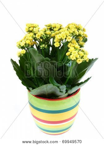 Indoor Flower Isolated On A White Background