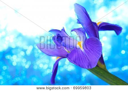 Beautiful blue iris flowers background