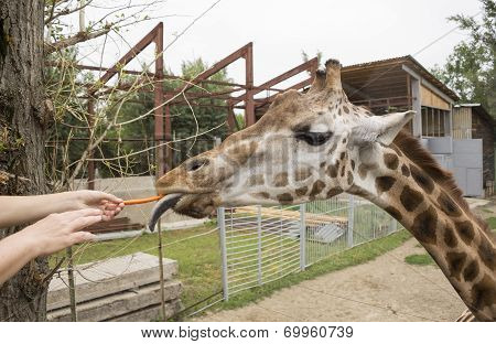 Giraffe Eats Carrots With Hands