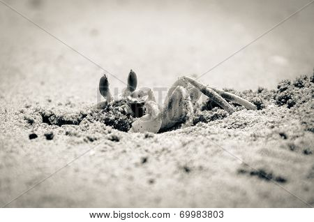 Closeup Of Crab Digging A Hole In The Sand