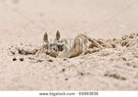 Closeup Of Crab Digging A Hole In The Sand