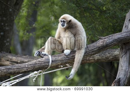 White Cheeked Gibbon