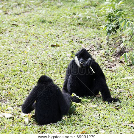 Black Handed Gibbon
