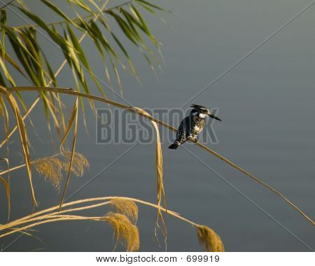Pied Fisher In Iraq
