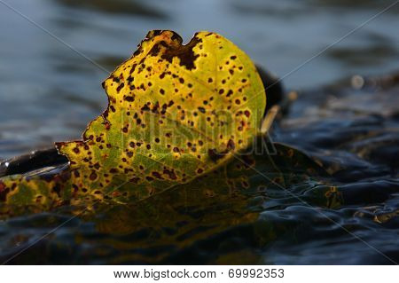 Fall Leaf in Water